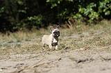 BOULEDOGUE FRANCAIS 175